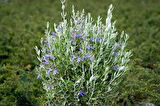 Zeytin Çalısı - Teucrium Fruticans 3'lü Set - Dekoratif Peyzaj Bitkisi