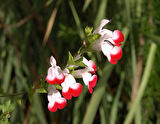 Süs Adaçayı - Salvia Microphylla 'Hot Lips' 10'lu Set