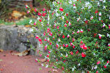 Süs Adaçayı- Salvia Microphylla 'Hot Lips'
