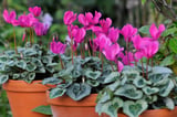 Pembe Sıklamen Çiçeği