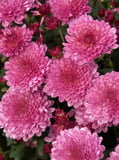 Kasımpatı Krizantem Chrysanthemum Pembe 5 Adet
