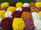 Kasımpatı Krizantem Chrysanthemum Pembe 5 Adet