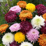 Kasımpatı Krizantem Chrysanthemum Pembe 5 Adet