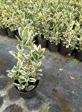 Bravo Taflan Euonymus Japonica Bravo 10 Adet