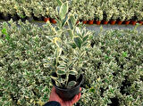 Bravo Taflan Euonymus Japonica Bravo 5 Adet