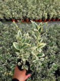 Bravo Taflan Euonymus Japonica Bravo 5 Adet