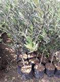 Gemlik - Trilye Zeytin Fidanı Tüplü ve Aşılı 3 Yaş 2 Adet