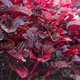 Çingene Şalvarı - İresine Herbstii 10 Adet