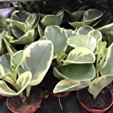 Peperomia optusifolia Saksılı Hediyelik Bitki