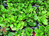 Peperomia optusifolia Saksılı Hediyelik Bitki