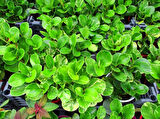 Peperomia optusifolia Saksılı Hediyelik Bitki