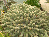 Yılan Kaktüs Chamaecereus silvestris 5 Adet