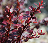 Kırmızı Berberis – Kadın Tuzluğu – Berberis Thunbergii