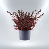 Kırmızı Berberis – Kadın Tuzluğu – Berberis Thunbergii