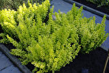 Sarı Berberis – Kadın Tuzluğu – Berberis Thunbergii Maria