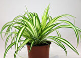 Kurdele Çiçeği – Chlorophytum comosum 5 Adet