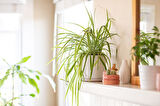 Kurdele Çiçeği – Chlorophytum comosum 3 Adet