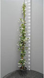 Arap Yasemini - Kokulu Sarmaşık Bitki   120-150 Cm 15 Adet