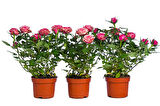 Yediveren Saksılı Pembe Gül 20-30 cm 3 Adet