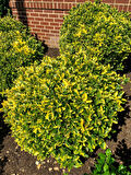 Gold Taflan (Euonymus Japonica Aurea)  Büyük Boy 40 - 50 cm 5 Adet