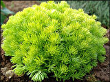 Sarı Sedum - Sedum mexicanum 45 Adet