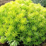 Sarı Sedum - Sedum mexicanum 180 Adet