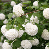 Viburnum Opulus – Yaz Kartopu Bitkisi