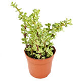 Yeşim Ağacı Çiçeği - Portulacaria Afra Variegata 5 Adet