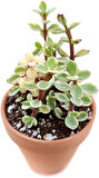 Yeşim Ağacı Çiçeği - Portulacaria Afra Variegata 5 Adet
