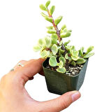 Yeşim Ağacı Çiçeği - Portulacaria Afra Variegata 5 Adet