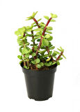 Yeşim Ağacı Çiçeği - Portulacaria Afra Variegata 5 Adet