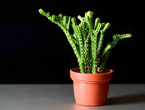 Prenses Çamı - Crassula muscosa 5 Adet