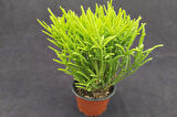 Prenses Çamı - Crassula muscosa 5 Adet