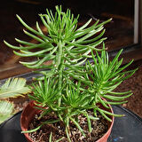 Etli Çalı Senecio – Senecio Himalaya - Senecio Barbertonicus 50 Adet
