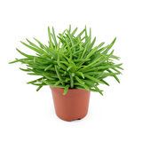 Etli Çalı Senecio – Senecio Himalaya - Senecio Barbertonicus 5 Adet