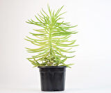 Etli Çalı Senecio – Senecio Himalaya - Senecio Barbertonicus 5 Adet