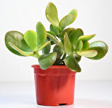 Para Çiçeği – Crassula Ovata  20 Adet