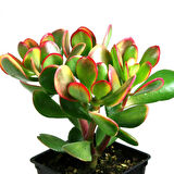 Para Çiçeği – Crassula Ovata  5 Adet