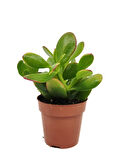 Para Çiçeği – Crassula Ovata  5 Adet