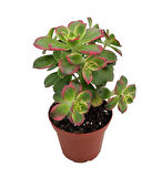 Aeonium Kiwi – Gökkuşağı Sukulent 5 Adet