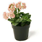 Crassula Springtime 5 Adet