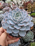 Echeveria Morning Beauty - Sabah Güzeli Sukulent 50 Adet