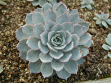 Echeveria Morning Beauty – Sabah Güzeli Sukulent 5 Adet