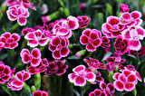 Çin Karanfili – Dianthus sinensis – Pembe 5 Adet