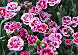 Çin Karanfili – Dianthus sinensis – Pembe 5 Adet