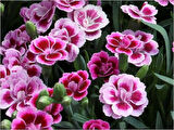 Çin Karanfili – Dianthus sinensis – Pembe 5 Adet