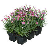 Çin Karanfili – Dianthus sinensis – Pembe 5 Adet