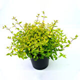 Sarı Abelya – Güzellik  Çalısı Bitkisi 20 Adet