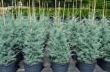 Mavi Servi Cupressus arizona Tohumu – 100 Gr.