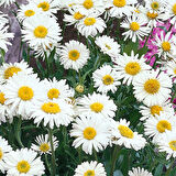 Kır Papatyası Aster alpinus – Karışık Renklerde 20 Adet